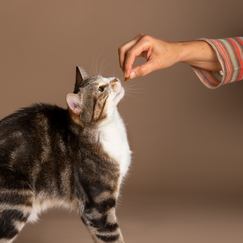 Owner giving cat a treat